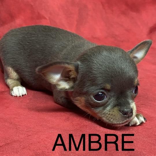chiot Chihuahua Poil Court AMBRE  chihuahua LOF à réserver Domaine de la Chantelaie  