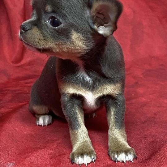 chiot Chihuahua Poil Court AMBRE  chihuahua LOF à réserver Domaine de la Chantelaie  