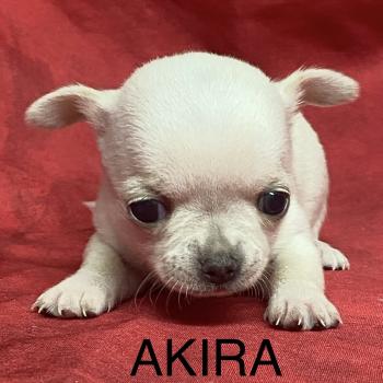 AKIRA chihuahua à réserver Femelle Chihuahua Poil Court
