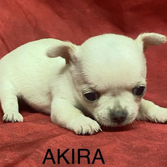 chiot Chihuahua Poil Court AKIRA chihuahua à réserver Domaine de la Chantelaie  