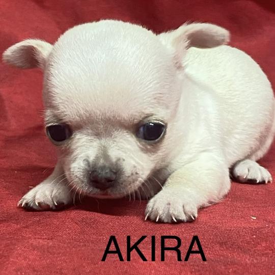 chiot Chihuahua Poil Court AKIRA chihuahua à réserver Domaine de la Chantelaie  