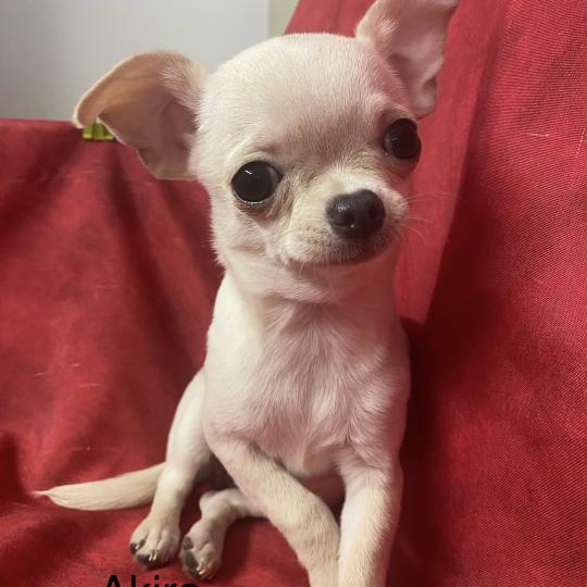 chiot Chihuahua Poil Court AKIRA chihuahua DISPONIBLE Domaine de la Chantelaie  