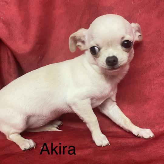 chiot Chihuahua Poil Court AKIRA chihuahua DISPONIBLE Domaine de la Chantelaie  