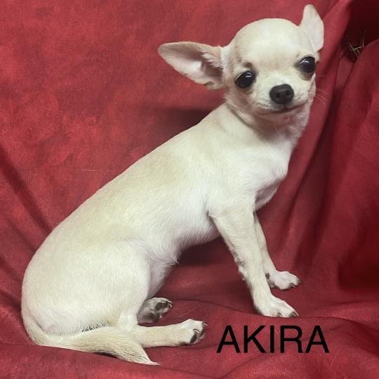 chiot Chihuahua Poil Court AKIRA chihuahua DISPONIBLE Domaine de la Chantelaie  