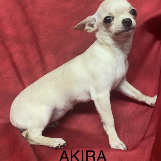 chiot Chihuahua Poil Court AKIRA chihuahua DISPONIBLE Domaine de la Chantelaie  