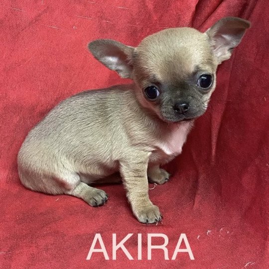 chiot Chihuahua Poil Court AKIRA chihuahua pc Domaine de la Chantelaie  