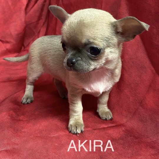 chiot Chihuahua Poil Court AKIRA chihuahua pc Domaine de la Chantelaie  