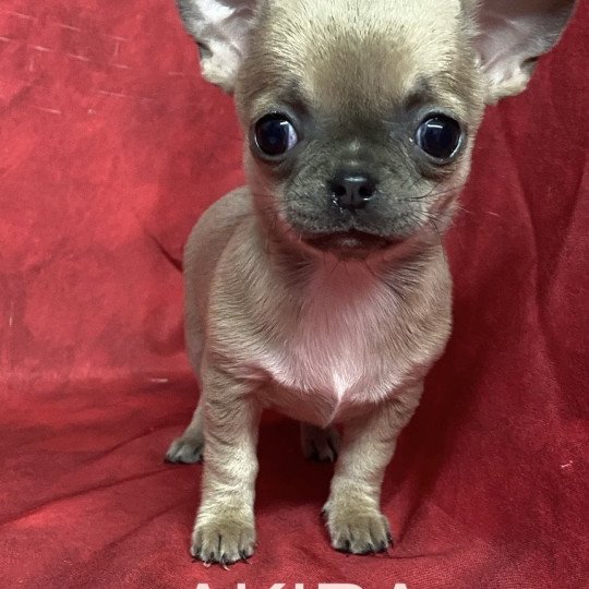 chiot Chihuahua Poil Court AKIRA chihuahua pc Domaine de la Chantelaie  