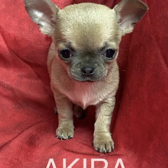 chiot Chihuahua Poil Court AKIRA chihuahua pc Domaine de la Chantelaie  