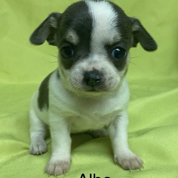 ALBA chihuahua à réserver Femelle Chihuahua Poil Court