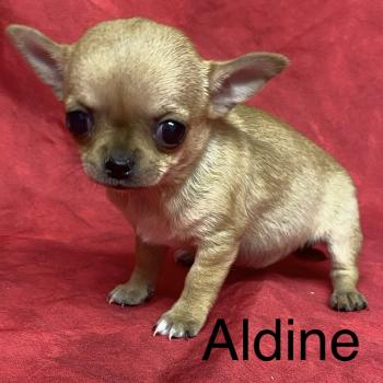 ALDINE chihuahua à poil court à réserver Femelle Chihuahua Poil Court