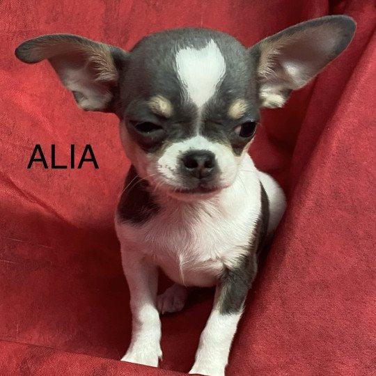 chiot Chihuahua Poil Court ALIA chihuahua pc Domaine de la Chantelaie  