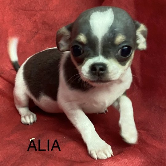 chiot Chihuahua Poil Court ALIA chihuahua pc Domaine de la Chantelaie  