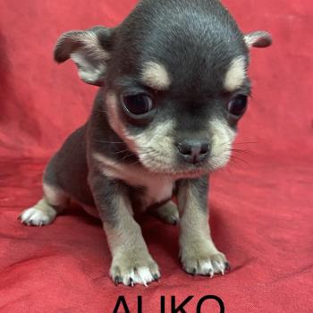 ALIKO chihuahua LOF à réserver Mâle Chihuahua Poil Court