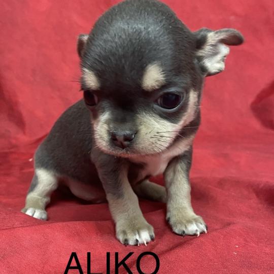 chiot Chihuahua Poil Court ALIKO chihuahua LOF à réserver Domaine de la Chantelaie  