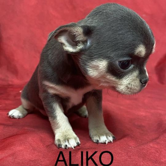 chiot Chihuahua Poil Court ALIKO chihuahua LOF à réserver Domaine de la Chantelaie  