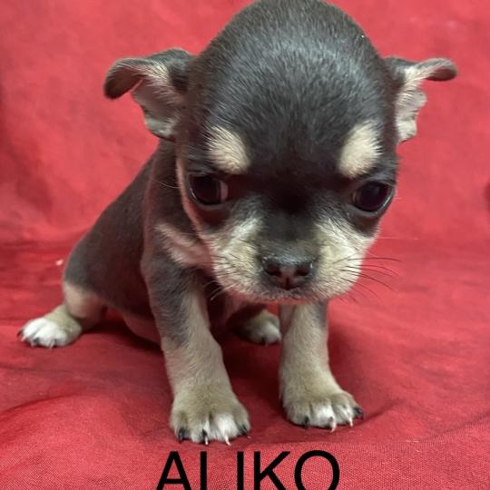 chiot Chihuahua Poil Court ALIKO chihuahua LOF à réserver Domaine de la Chantelaie  