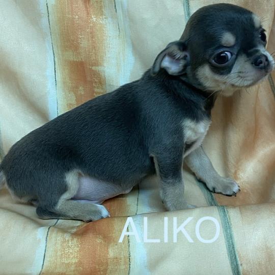 chiot Chihuahua Poil Court ALIKO chihuahua LOF disponible Domaine de la Chantelaie  