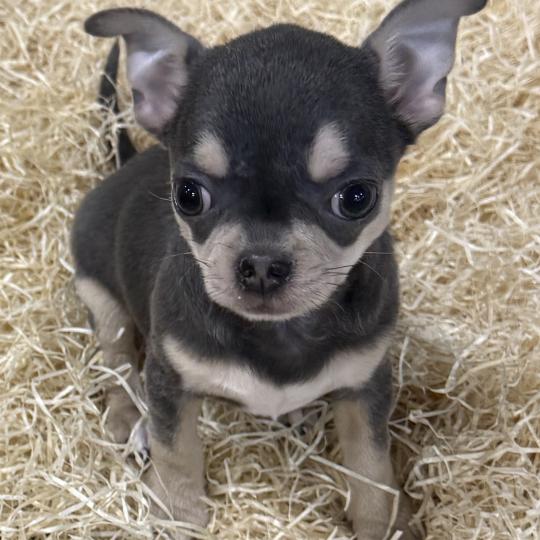 chiot Chihuahua Poil Court ALIKO chihuahua LOF disponible Domaine de la Chantelaie  