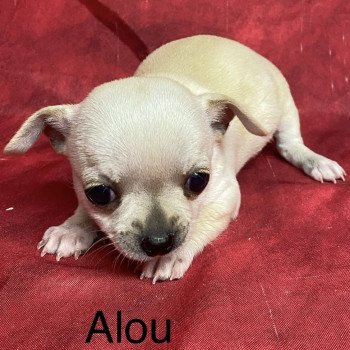 ALOU chihuahua à réserver Mâle Chihuahua Poil Court
