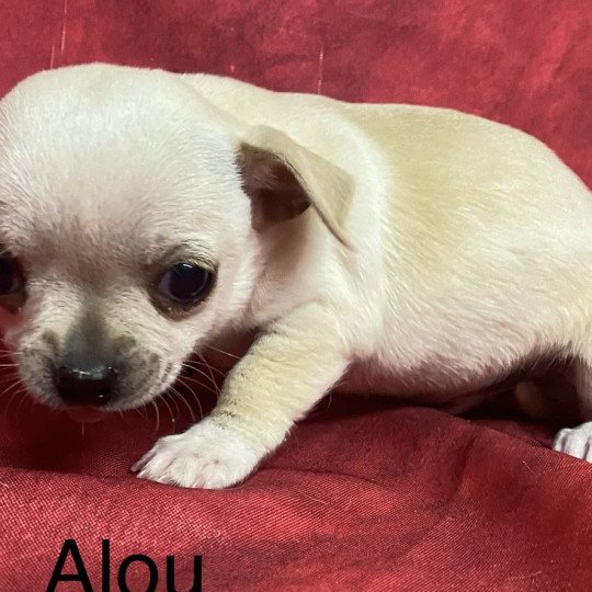 chiot Chihuahua Poil Court ALOU chihuahua à réserver Domaine de la Chantelaie  