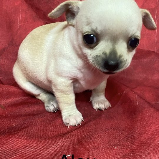 chiot Chihuahua Poil Court ALOU chihuahua à réserver Domaine de la Chantelaie  