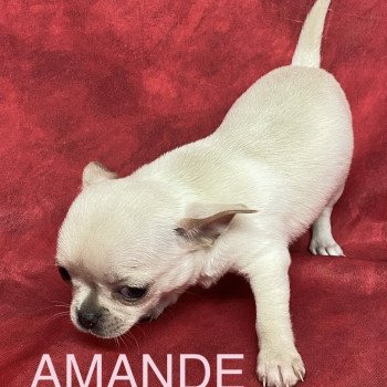 AMANDE chihuahua pc Femelle Chihuahua Poil Court