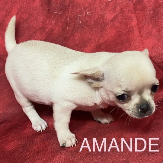 chiot Chihuahua Poil Court AMANDE chihuahua pc Domaine de la Chantelaie  