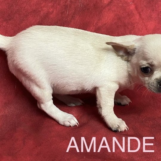chiot Chihuahua Poil Court AMANDE chihuahua pc Domaine de la Chantelaie  
