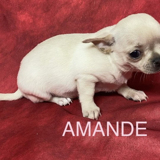 chiot Chihuahua Poil Court AMANDE chihuahua pc Domaine de la Chantelaie  