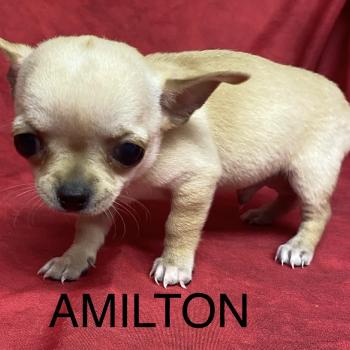 AMILTON chihuahua à poil court à réserver Mâle Chihuahua Poil Court