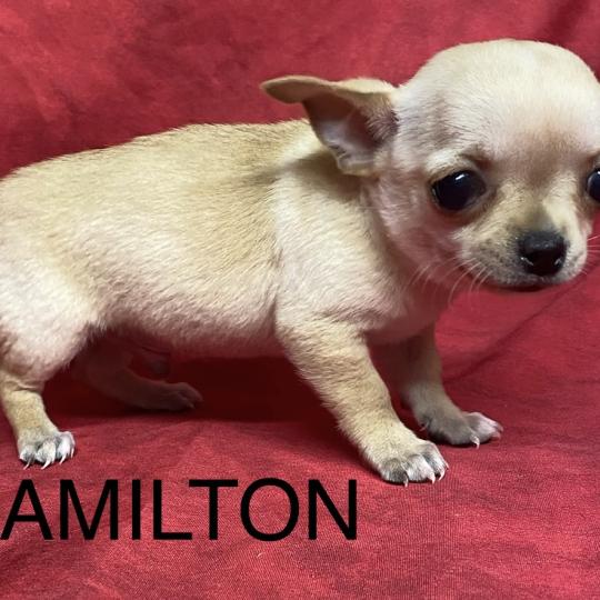 chiot Chihuahua Poil Court AMILTON chihuahua à poil court à réserver Domaine de la Chantelaie  