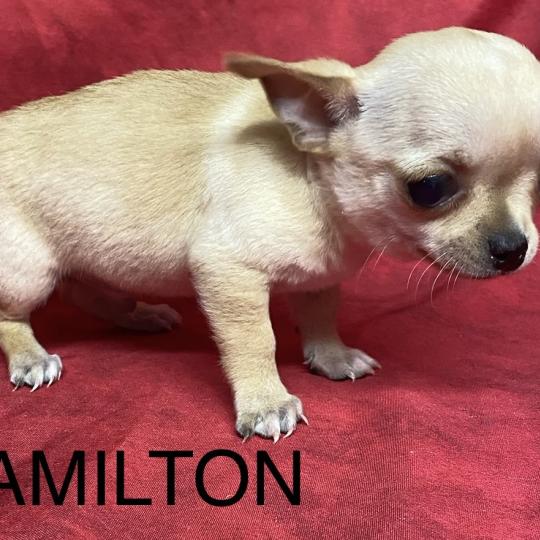 chiot Chihuahua Poil Court AMILTON chihuahua à poil court à réserver Domaine de la Chantelaie  