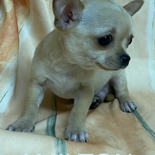 chiot Chihuahua Poil Court AMILTON chihuahua à poil court à réserver Domaine de la Chantelaie  