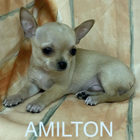 chiot Chihuahua Poil Court AMILTON chihuahua à poil court à réserver Domaine de la Chantelaie  