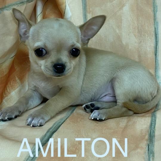 chiot Chihuahua Poil Court AMILTON chihuahua à poil court à réserver Domaine de la Chantelaie  