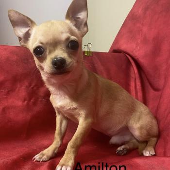 AMILTON chihuahua à poil court DISPONIBLE Mâle Chihuahua Poil Court