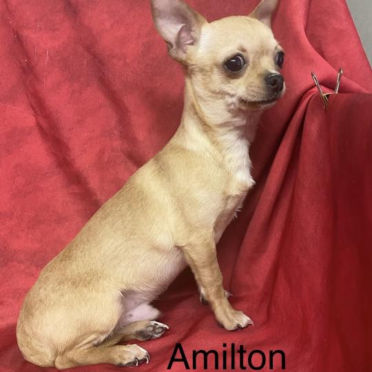 chiot Chihuahua Poil Court AMILTON chihuahua à poil court DISPONIBLE Domaine de la Chantelaie  