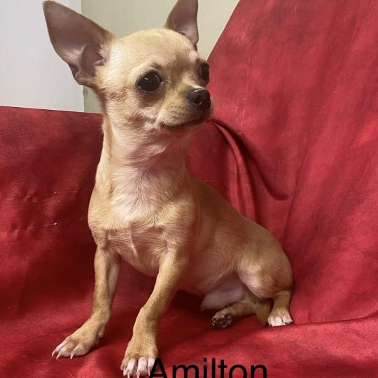 chiot Chihuahua Poil Court AMILTON chihuahua à poil court DISPONIBLE Domaine de la Chantelaie  
