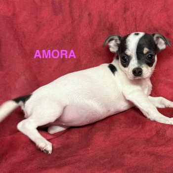 AMORA chihuahua pc Femelle Chihuahua Poil Court