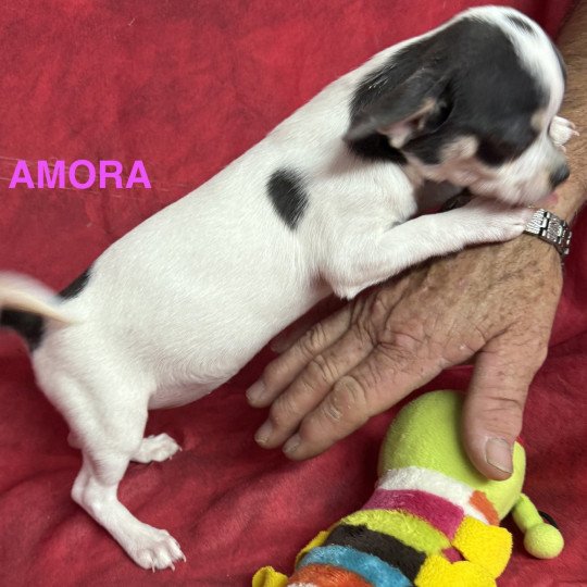chiot Chihuahua Poil Court AMORA chihuahua pc Domaine de la Chantelaie  
