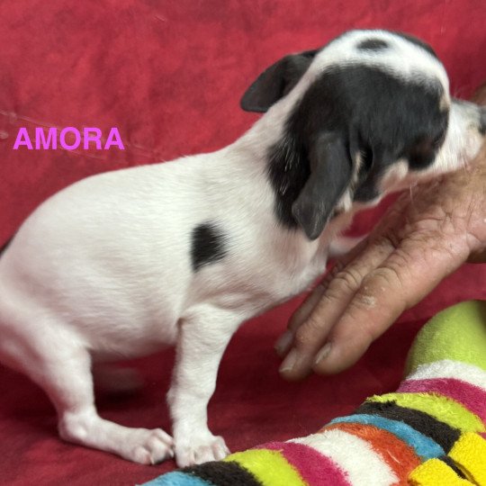 chiot Chihuahua Poil Court AMORA chihuahua pc Domaine de la Chantelaie  