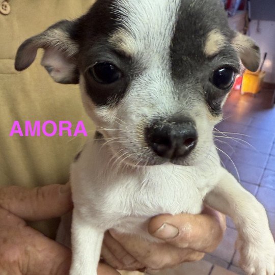 chiot Chihuahua Poil Court AMORA chihuahua pc Domaine de la Chantelaie  