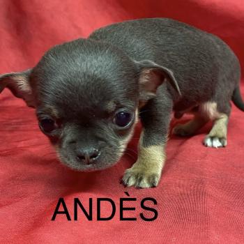 ANDÈS chihuahua LOF à résserver Mâle Chihuahua Poil Court