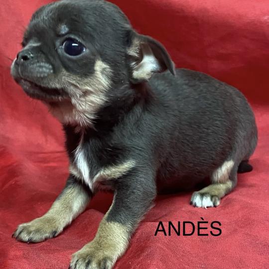 chiot Chihuahua Poil Court ANDÈS chihuahua LOF à résserver Domaine de la Chantelaie  
