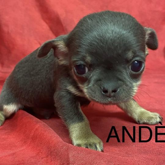 chiot Chihuahua Poil Court ANDÈS chihuahua LOF à résserver Domaine de la Chantelaie  