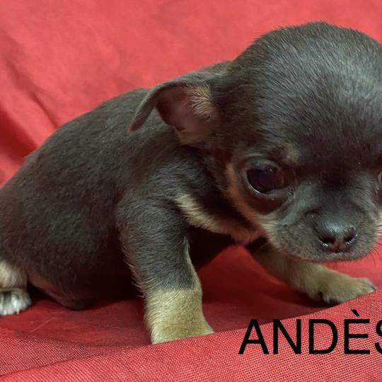 chiot Chihuahua Poil Court ANDÈS chihuahua LOF à résserver Domaine de la Chantelaie  