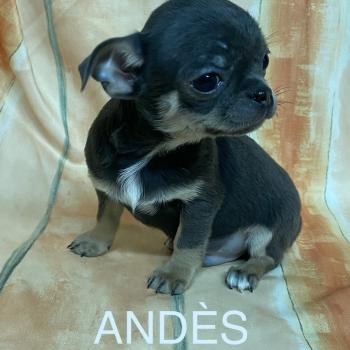 ANDÈS chihuahua LOF disponible Mâle Chihuahua Poil Court