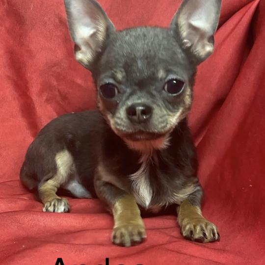 chiot Chihuahua Poil Court ANDÈS chihuahua LOF disponible Domaine de la Chantelaie  