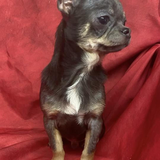 chiot Chihuahua Poil Court ANDÈS chihuahua LOF disponible Domaine de la Chantelaie  